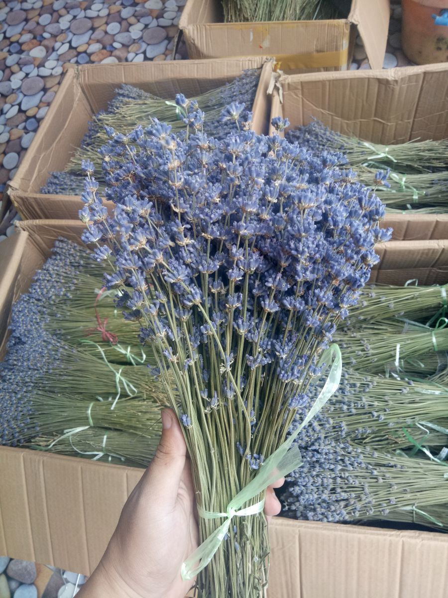 sỉ hoa lavender