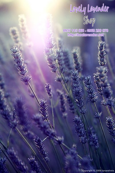 Ý nghĩa hoa lavender - oải hương