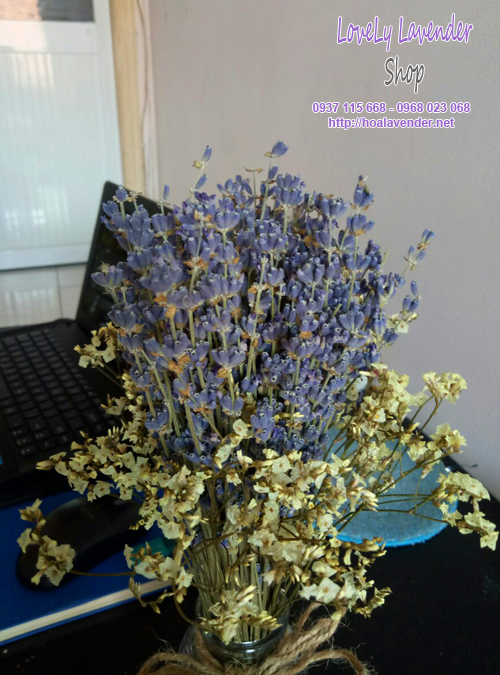 binh hoa lavender