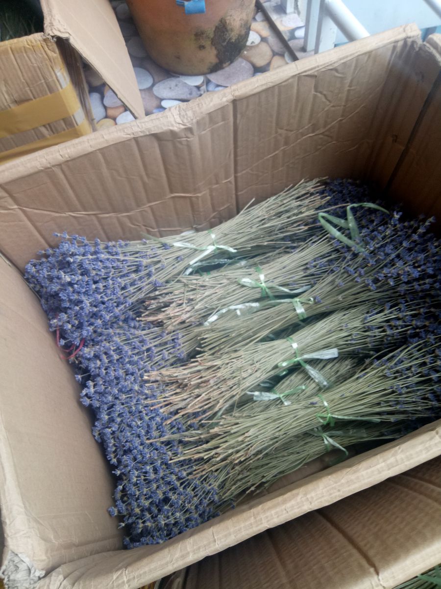 sỉ hoa lavender khô nhập Pháp