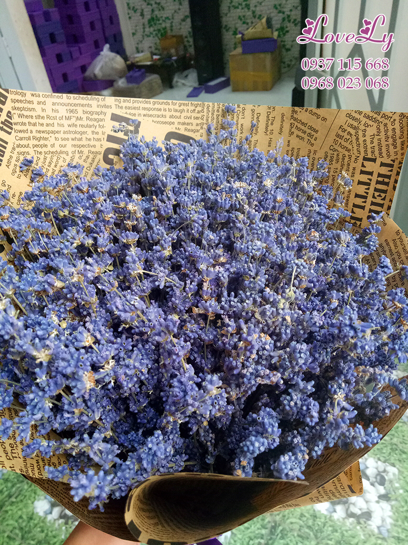Bó hoa lavender bó tròn khổng lồ