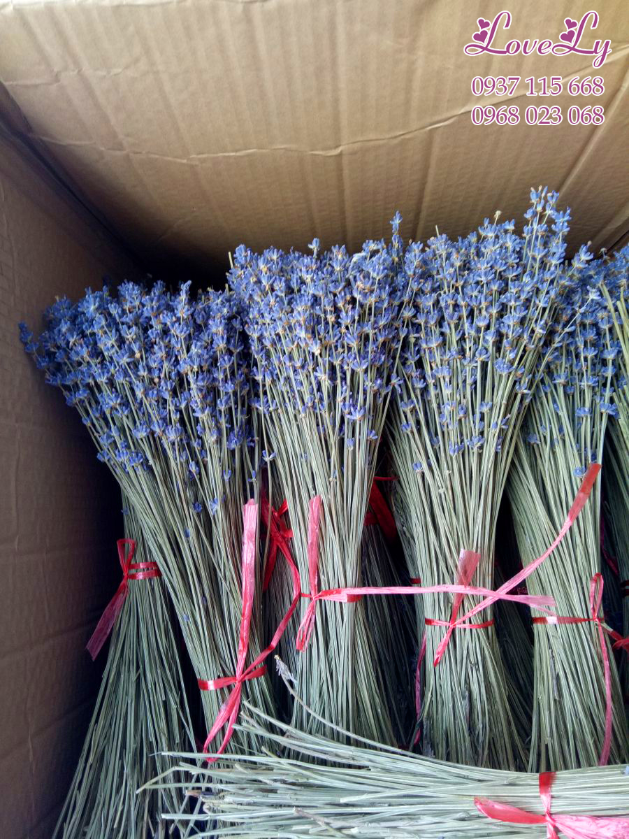 bó hoa lavender khô thô