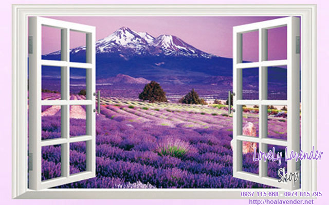 Ý nghĩa của hoa lavender - oải hương
