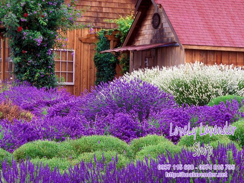 hoa lavender bắt nguồn từ miền Địa Trung Hải