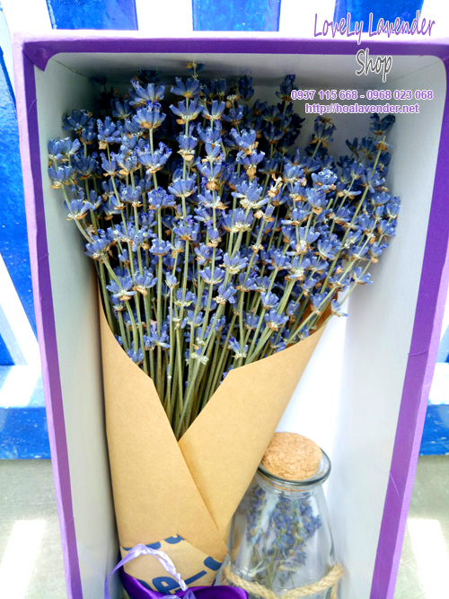 hộp hoa lavender khô combo ms03