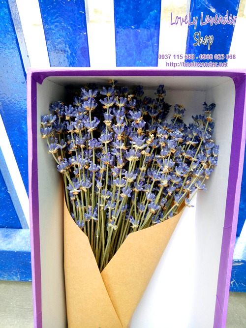 hộp hoa lavender khô ms04