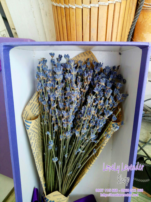 hộp quà hoa lavender khô giá rẻ