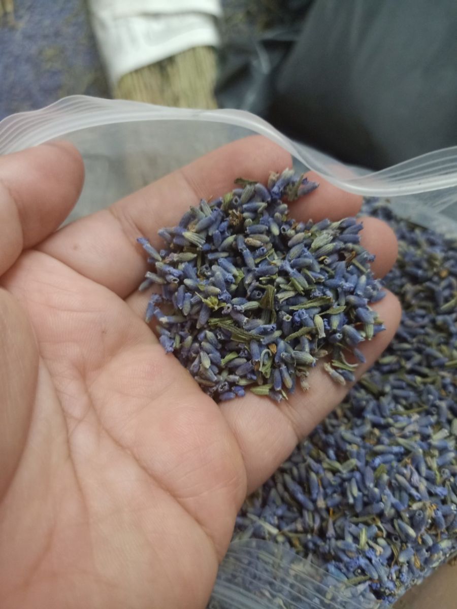 Nụ hoa lavender khô( 1KG)