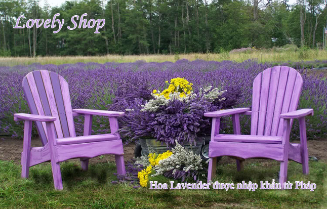 Hoa lavender