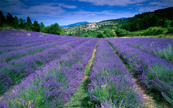 Hoa lavender khô món quà ý nghĩa từ thiên nhiên