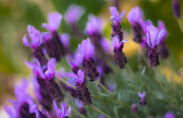 hoa lavender