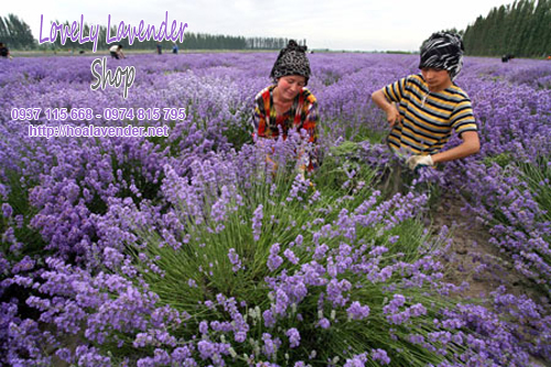 cánh đồng hoa lavender